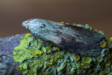 Hummelmotte (Aphomia sociella)