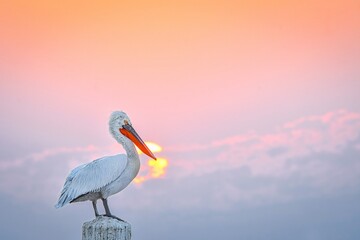 Dalmatian Pelican pic in river at sunset time images
