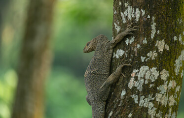 A Bengal monitor or Indian monitor (Varanus bengalensis) climbing a tree in an outdoor environment surrounded by greenery.
