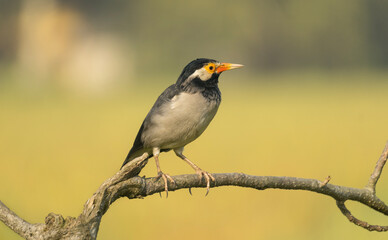 Indian pied myna (Gracupica contra) on a branch with a blurred natural background