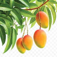 realistic fresh ripe mangoes hanging on branch with green leaves in different style isolated on transparent background	
