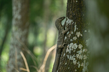 A Bengal monitor or Indian monitor (Varanus bengalensis) climbs a tree in a dense, natural outdoor environment.