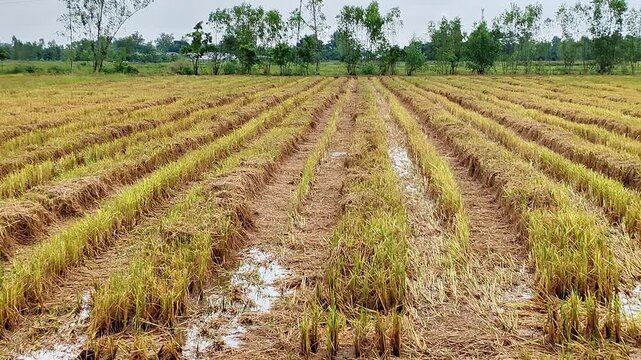Rice Field Stubble After Harvest in Rural Asia with Water Puddles and Stalks in Agricultural Farm Landscape