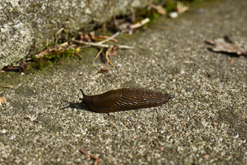 A Lusitanian slug moving on concrete