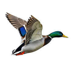 Obraz premium A male mallard duck in flight with wings spread isolated on transparent background