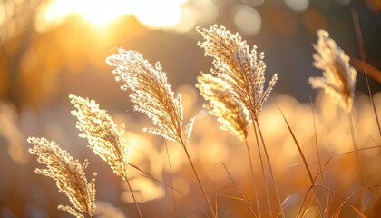 Close up of tall dry reeds and grasses backlit by warm golden hour sunlight creating a soft focus bokeh background with shallow depth of field in autumn