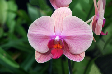 pink orchid flower