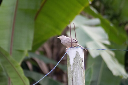 Yellow billed babbler perched on a concrete fence post against large green banana leaves