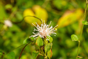 秋の野原に咲くコウヤボウキ