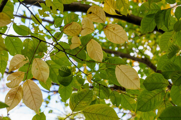 静かに色が変わり始めた