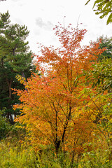 Fototapeta premium 紅葉し始めた森の木