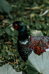 pheasant in the wild