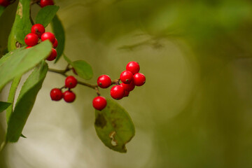 赤い実をつけるセンリョウの赤い残り実
