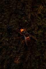 冬眠前に樹液を集めるオオスズメバチ