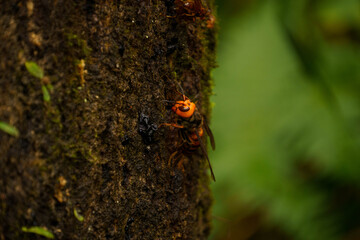 冬眠前に樹液を集めるオオスズメバチ
