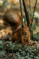 squirrel in the forest