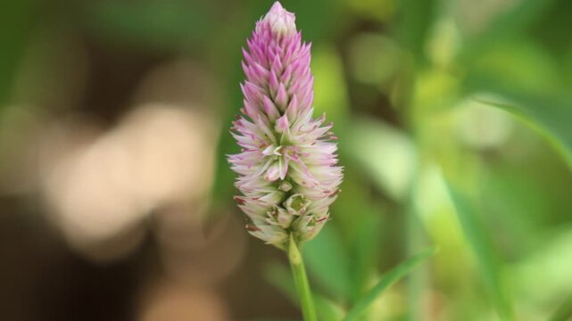 Close up Cockscomb flower moving in the wind and blur green nature background