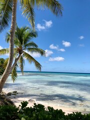 Tropical beach with palm trees and clear blue water