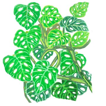 Green leaves montera adansoni