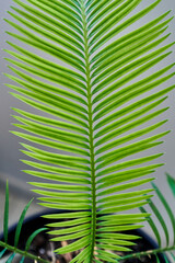 Close up of the leaves of a palm tree in the garden.