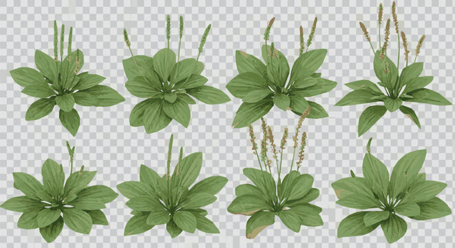 Create Set of Plantago major (the broadleaf plantain, white man's footprint, waybread, or greater plantain) frontal isolated png on a transparent background perfectly cutout high resolution.