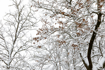 Snow-covered trees on sky background in a winter forest, view from below. Leafless winter trees with snow on branches. Nature concept.