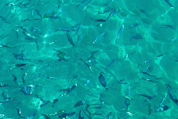 Shoal of fish swimming under crystal clear turquoise water