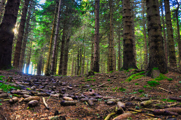 Fototapety na wymiar - Fototapeta24.pl