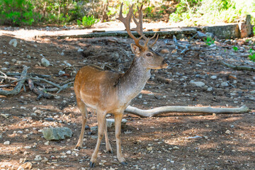 Majestic fallow deer stands in sunlit forest clearing with antlers