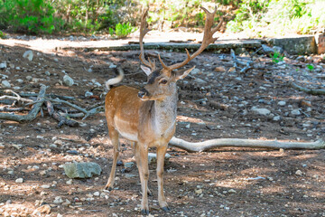 Majestic fallow deer in sunlit forest clearing with antlers