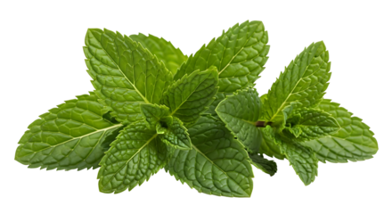 Fresh Mint Leaves Green Herb Flavoring Plant Spearmint Peppermint Food