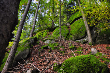 Fototapety na wymiar - Fototapeta24.pl