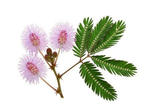Mimosa Pudica flower sensitive plant blossom shameplant botanical herb