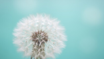 Obraz premium Delicate macro photograph of a white dandelion against a pastel turquoise background. Minimalistic composition with shallow depth of field and airy atmosphere, symbolizing lightness and nature’s fragi
