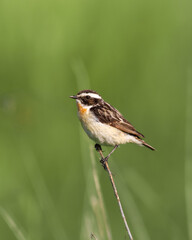 Bird Whinchat Saxicola rubetra - bird sitting on the weed, male, amazing background with warm light summer time Poland, Europe