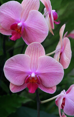 pink orchid in garden