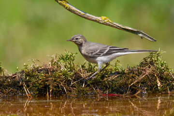 Bird juvenile White wagtail Motacilla alba small bird with long tail on light blurred background, Poland Europe