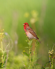 Common Rosefinch Carpodacus erythrinus Bird, small migratory bird in red feathers, male spring time Poland, Europe