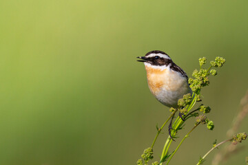 Bird Whinchat Saxicola rubetra - bird sitting on the weed, male, amazing background with warm light summer time Poland, Europe