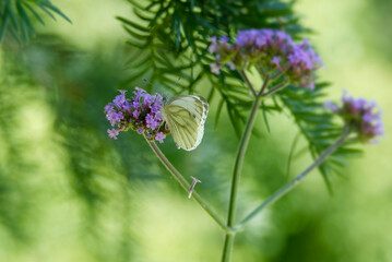 Green-veined white butterfly (pieris napi) perched on purple flower in Zurich, Switzerland