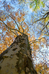 Upward Gaze Through Autumn Plane Tree Canopy