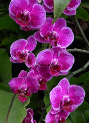 purple orchid on 