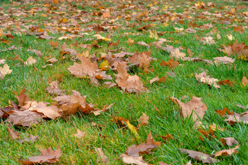 The fallen-down autumn leaves on a green grass. Concept early autumn. Fall. Background of yellow, autumn leaves on the lawn