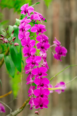Large bouquet of purple and white Cooktown orchids on a brown and green background taken under sunlight. Close-up of blooming flowers, growth and garden photography background.