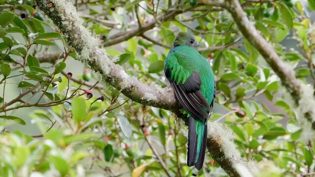 resplendent quetzal female on branch of wild avocado tree  416a
