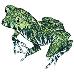 Peacock Tree Frog. Leptopelis vermiculatus. Green frog with a black mesh pattern. Colorful vector illustration. Picturesque. Unique stylization. Prints on sketchbooks, stickers, cards, mugs, posters.
