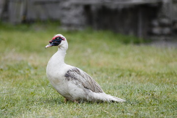 Muscovy duck  (Cairina moschata)