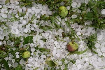 Apples on the ground in the orchard and lawn after the June hailstorm in Poland