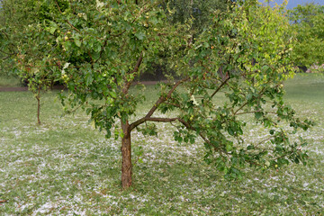 Apple tree in the orchard and lawn after the June hailstorm in Poland