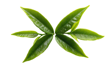 Fresh tea leaves arranged in a symmetrical, X-shape pattern